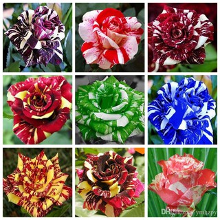 เมล็ดพันธุ์ กุหลาบ Dragon Rose Seeds สี ขาว-เขียว ดอกใหญ่ นำเข้าจากต่างประเทศ 30 เมล็ด