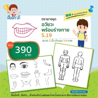 ตรายางชุดอวัยวะ ขนาด 2 นิ้ว S.19  จำนวน 14 ภาพ