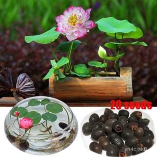 （อัตราการปลูกสูง）เมล็ดพันธ์ุบัวพันธุ์แคระ Mini Lotus Waterlily seeds 20pcs เมล็ดดอกไม้สวย เมล็ดพันธุ์บัวจิ๋ว บัวจิ๋วญี่ป