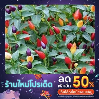 พริก7สีหรือพริกสีรุ้ง20เมล็ด