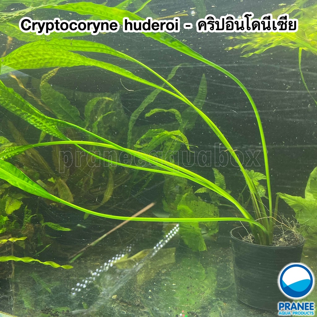 Cryptocoryne huderoi คริปอินโดนีเซีย (หายาก) ***กรุณาอ่านรายละเอียดก่อนสั่ง*** พร้อมปลูก ต้นไม้น้ำ