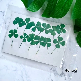 【พร้อมส่ง】ใบโคลเวอร์ (leaf clover) ใบไม้ทับแห้ง ใบไม้แห้ง ใบไม้จริงทับแห้ง