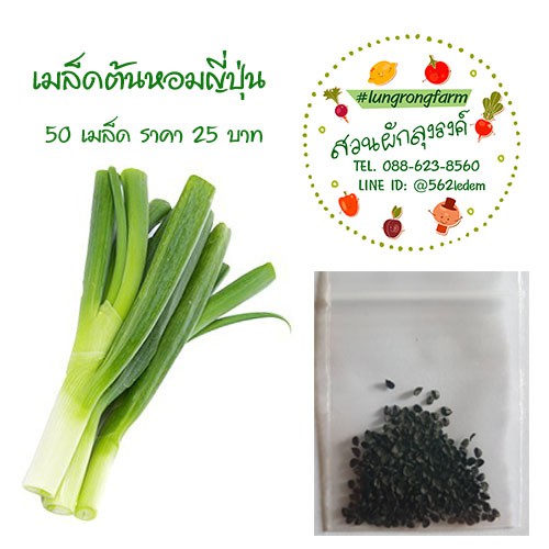 เมล็ดต้นหอมญี่ปุ่น เมล็ดพันธุ์ผัก ผักสวนครัว ผักสลัด พันธุ์แท้ 25 บาท/ซอง 50 เมล็ด อัตราการงอก 40%