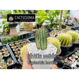 ยูโฟเบีย ฮอริด้า / Euphorbia horrida Cactus กระบองเพชร