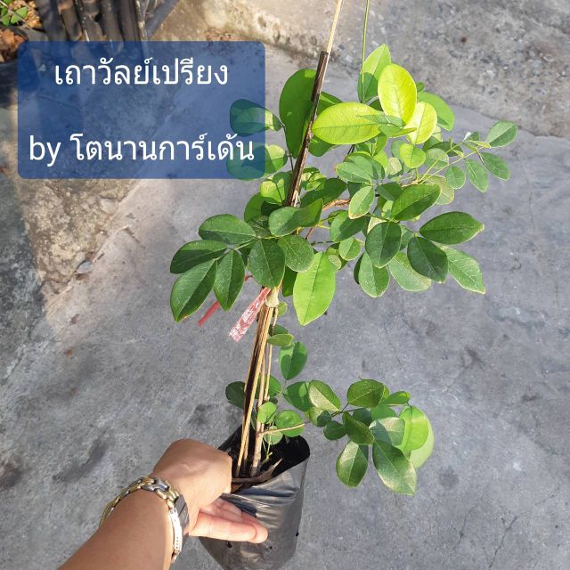 My Image 33