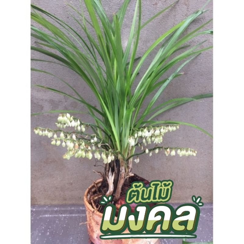 ต้นเมียหลวง หรือว่านทุ่งเศรษฐี  ปลูกติดง่าย  พร้อมส่ง  1เหง้า 10บาท – โปรปัง