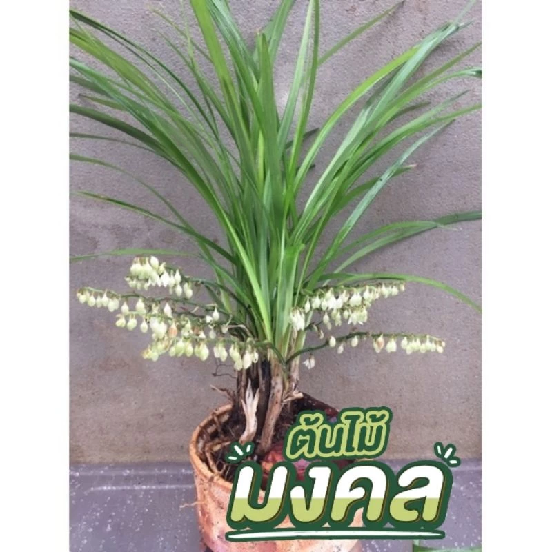ต้นเมียหลวง หรือว่านทุ่งเศรษฐี ปลูกติดง่าย 💥พร้อมส่ง💥 1เหง้า 10บาท