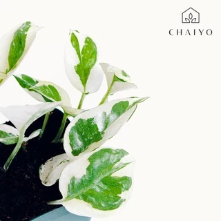 พลูงาช้าง ไม้ฟอกอากาศ กระถาง 2.7 นิ้ว Epipremnum aureum