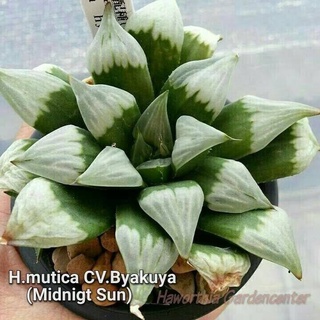 H.mutica cv.Byakuya (Midnigt Sun) A063