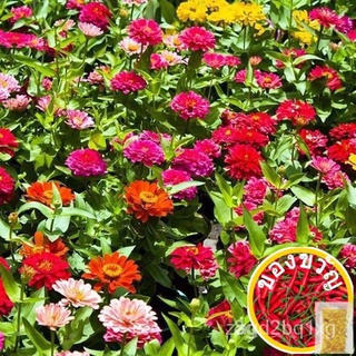 Zinniaเมล็ดสี่sown tq3mสร้อยข้อมือ/มะละกอ/สวน/ดอกไม้/แอปเปิ้ล/แม่และเด็ก/เมล็ด/กุหลาบ/กระโปรง/คื่นฉ่าย/ IALU