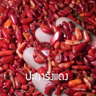 ปะการังแดง Red Coral ขนาดเล็ก น้ำหนัก 50-100 กรัม หินธรรมชาติ หินเกล็ด หินสี หินมงคล หินนำโชค ของแท้จากธรรมชาติ TB