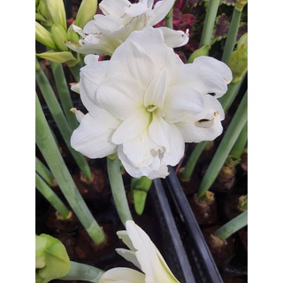 ว่านสีทิศดอกซ้อน สีขาว Amaryllis White Marquis  สีขาวดอกใหญ่ 1ต้นในถุงชำ ไม้มงคล