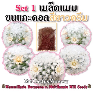 Set1 เมล็ดแมมขนแกะดอกครีม เมล็ดขนแกะ Mammillaria Bocasana V. Multilanata Seeds เมล็ดขนแกะดอกขาว เมล็ดขนแกะดอกขาวขีดชมพู