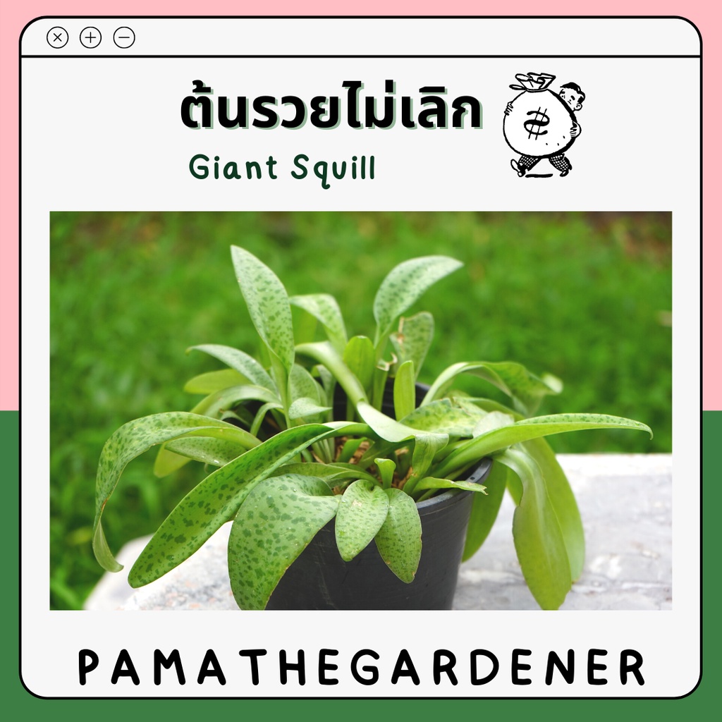 มุมมอง 2