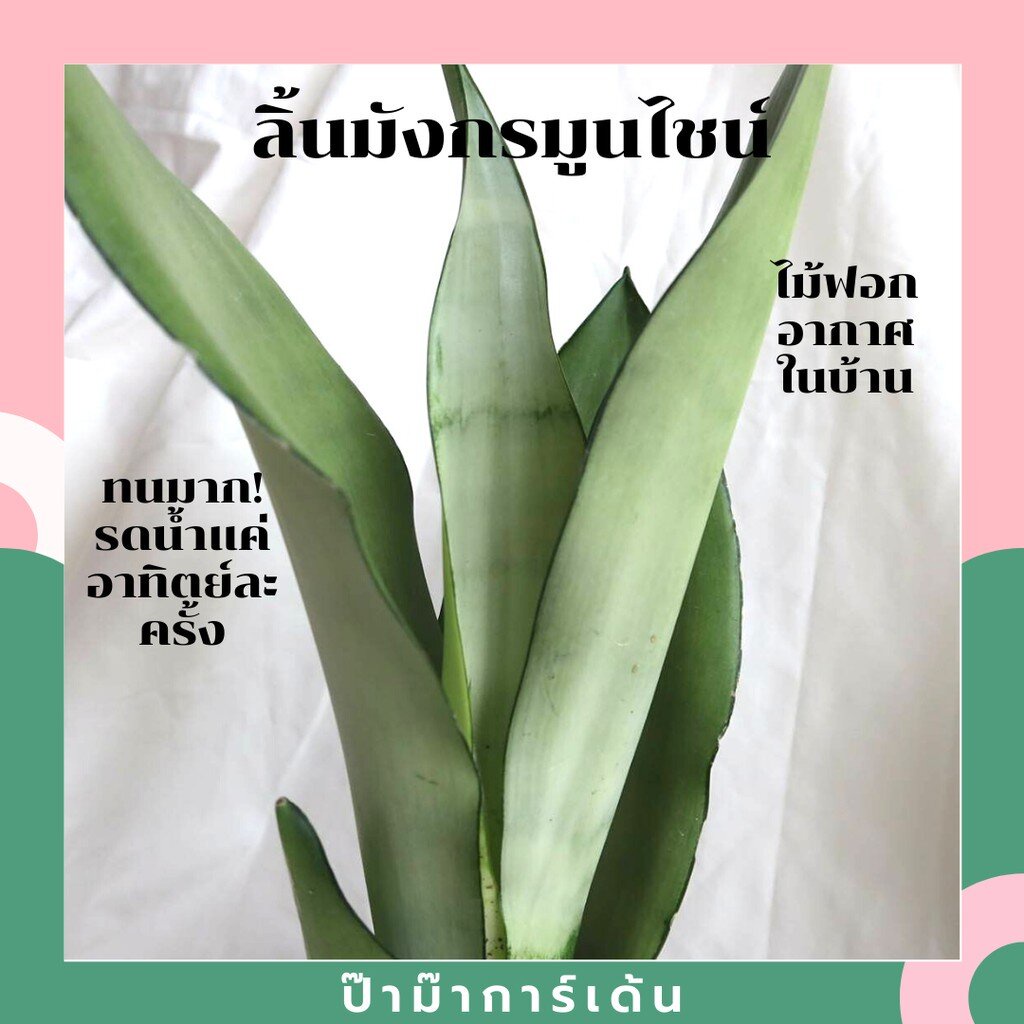 ลิ้นมังกรมูนไชน์มาพร้อมกระถางดำเพาะชำ พร้อมตั้ง