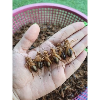 จิ้งหรีดไข่ สดๆ เลี้ยงเอง ❌อ่านรายละเอียดก่อนสั่ง❌