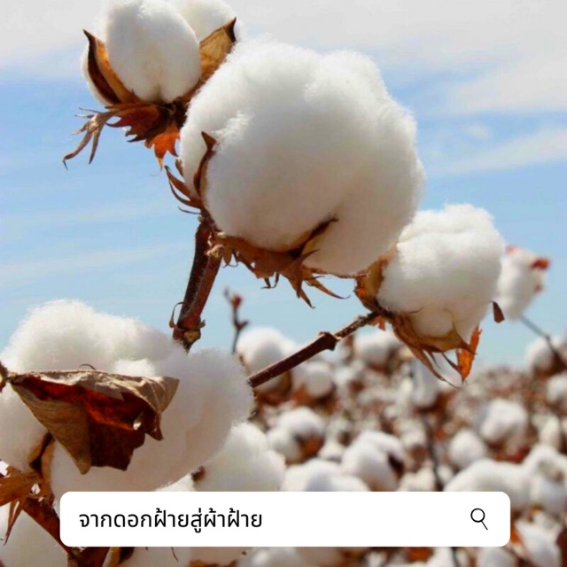 แนะนำ ผ้าม่าน ผ้าม่านผ้าฝ้าย 100% สไตล์มินิมอล ผ้าม่านหน้าต่างและประตู (เทคเจอร์ในตัว) ราคาพิเศษ มีเก็บเงินปลายทาง