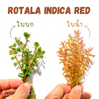 โรทาล่าแดง เลือกได้: ใบน้ำ-ใบบก ไม้หลังตู้ เลี้ยงง่าย  - ROTALA INDICA RED ต้นไม้น้ำ