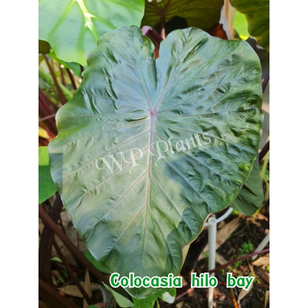 ไฮโลเบย์ Colocasia hilo bay