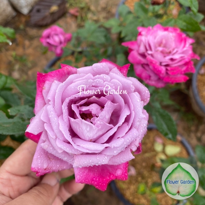F463 กุหลาบ  Blue River (บลูริเวอร์) สีม่วงดอกหอม กุหลาบพุ่มดอกสวย ขนาดถุงใหญ่ ติดดอก