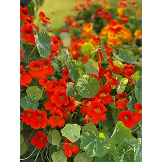 เมล็ด Nasturtium Alaska และ Whirly Bird คละสี 100 เมล็ด