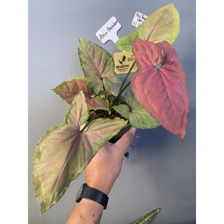 ♥️Syngonium Super Red♥️ออมนาคแดง ต้นใหญ่😊