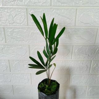 zamia floridana 🌱 กล้าปรงตัวหายาก สามารถนำไปทำบอนไซสวยๆ