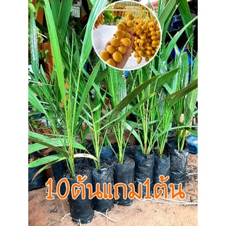 อิทผาลัม ซื้อ10ต้นแถมฟรี1ต้น สินค้าสวยทุกต้นสายพันธุ์บาฮี