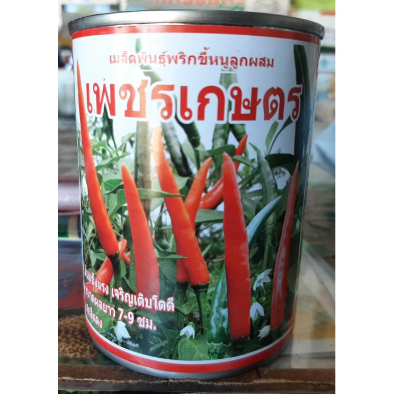 พริก,พริกขี้หนูลูกผสม,เพชรเกษตร(ต้นทนโรคติดดกผลใหญ่สวย)50กรัม