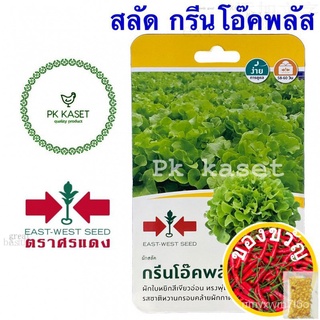 เมล็ดอวบอ้วน100%，ไทยในสต็อกพร้อมส่งเมล็ดผักสลัด กรีนโอ๊คพลัส ศรแดง ซองแข็ง 40 เมล็ด ผักสวนครัวเมล็ดพืชคุณภาพสูงSunflower
