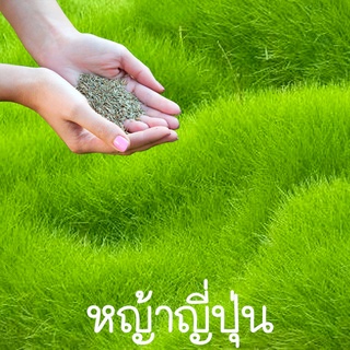 หญ้าญี่ปุ่น📌ถูกที่สุด10บ.📌เมล็ดพันธุ์หญ้าญี่ปุ่น 300 เมล็ด🌱ปลูกง่าย🌱โตไว🌱ปลูกครั้งเดียวอยู่ได้นาน