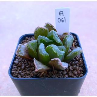 H.truncata hybrid ‘VT-061’ A061