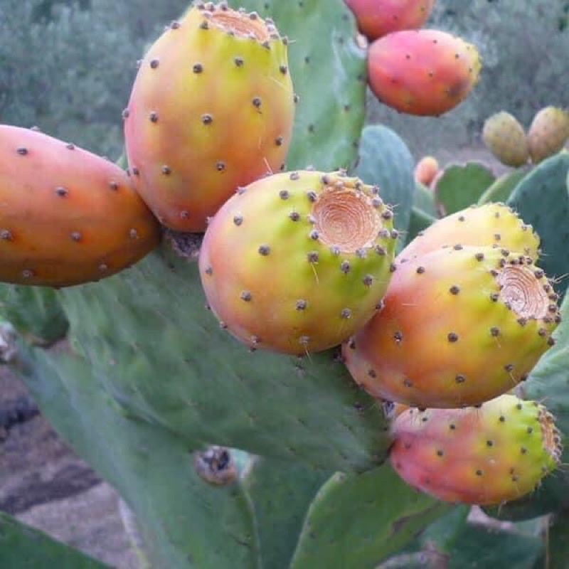 กระบองเพชรกินผล โอพันเทียฟิคัสอินดิก้า แอฟฟริกาใต้