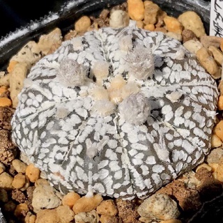 Astrophytum asterias cv. line-type 10เมล็ด.-89