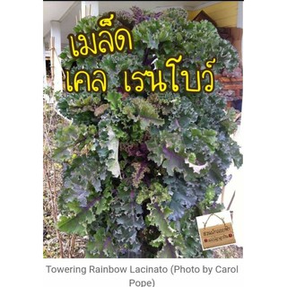 เคลลาซินาโต้เรนโบว์30เมล็ด  Lacinato Rainbow Kale นำเข้าแท้