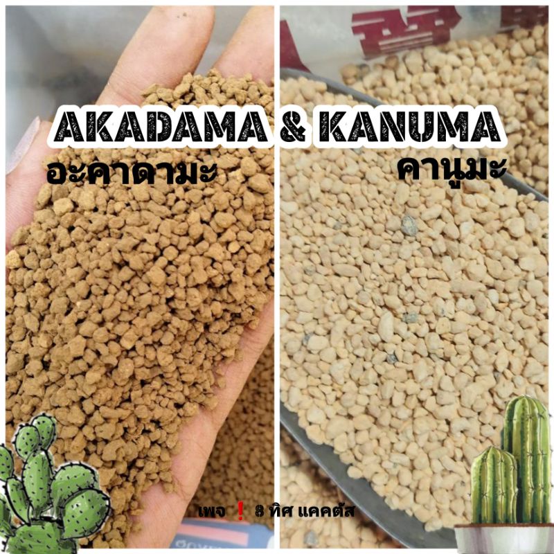 ##++ 500 กรัม // ดินญี่ปุ่น Akadama & Kanuma // อาคาดามะ คานูมะ วัสดุปลูก แคคตัส กระบองเพชร อะคาดามะ+10