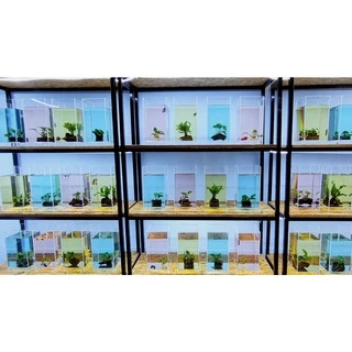 GOLDENBETTA Blue Tannic สารเสริมประสิทธิภาพน้ำ สูตรน้ำสีฟ้า (150 cc)