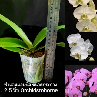 กล้วยไม้ ฟาแลนนอปซิส กระถางใส 2.5 นิัว สแฟ็กนั่มมอส Phalaenopsis 2.5 inch pot