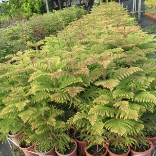 เมล็ดใหม่ 2025 เมล็ดสนฉัตร/สนฉัตรฮาวาย 5.5 กรัม / 30 กรัม Norfolk island pine**ศึกษาวิธีเพาะได้ในรายละเอียดสินค้า**