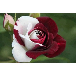 30 เมล็ด เมล็ดพันธุ์ กุหลาบ สตาร์แอนด์สไตร้พส์ Tiger Striped Rose Seeds สี ขาว-แดง ดอกใหญ่ นำเข้าจากต่างประเทศ