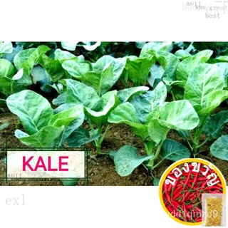  Seeds ( chinese Kale/ kailaan)เมล็ดเชีย เมล็ดกุหลาบ เมล็ดดอกไม้ เมล็ดดอกดาวเรือง เมล็ดต้นอ่อนทานตะวัน เมล็ดถั่วแระญี่ปุ