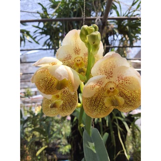 vanda ต้นกล้วยไม้แวนด้า ทูโทน เหลือง - ขาว  ดอกใหญ่ จัดส่ง พร้อมกระถางแขวน ฟอร์มสวย ส่งต้นติดดอกแล้ว รับประกัน