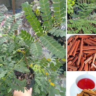 เมล็ดพันธุ์ ฝางแดง หรือ ฝางเสน หรือ ฝางส้ม Caesalpinia sappan L. 50 เมล็ด