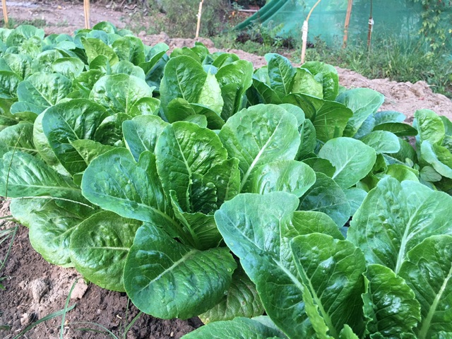 ปุ๋ยอินทรีย์ ชนิดเม็ด เร่งใบ บำรุงต้น ปรับสภาพดิน แบ่งขาย 1 กิโลกรัม (ซีโอไลท์สูตรพิเศษ) - รูปที่ 6