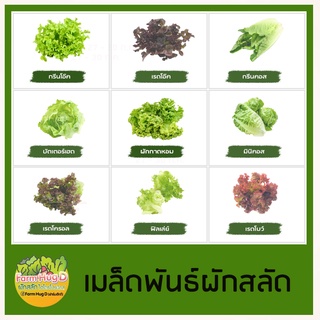 เมล็ดผักสลัด 100 เมล็ด 📌งอกดี / เมล็ดพันธุ์ผักสลัด จัดส่งโดยเคอรี่