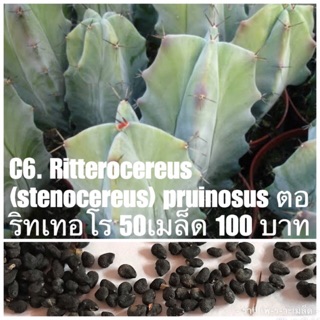 C6. ตอริทเทอโร Ritterocereus(Stenocereus) pruinosus 50 เมล็ด 100 บาท(เมล็ดนำเข้าใหม่ 2020)