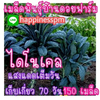 เมล็ด​พันธุ์​ คะน้าไดโนเคล​ lacinato kale​ 150เมล็ด​