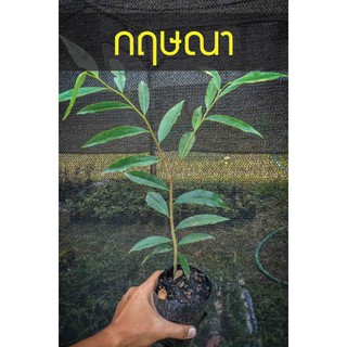 กฤษณา ปลูกไว้แล้วรวย ปลูกไว้เป็นมงคลกับผู้อยู่