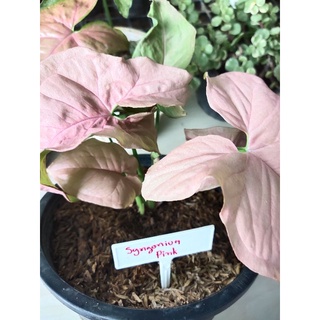 syngonium pink pink.