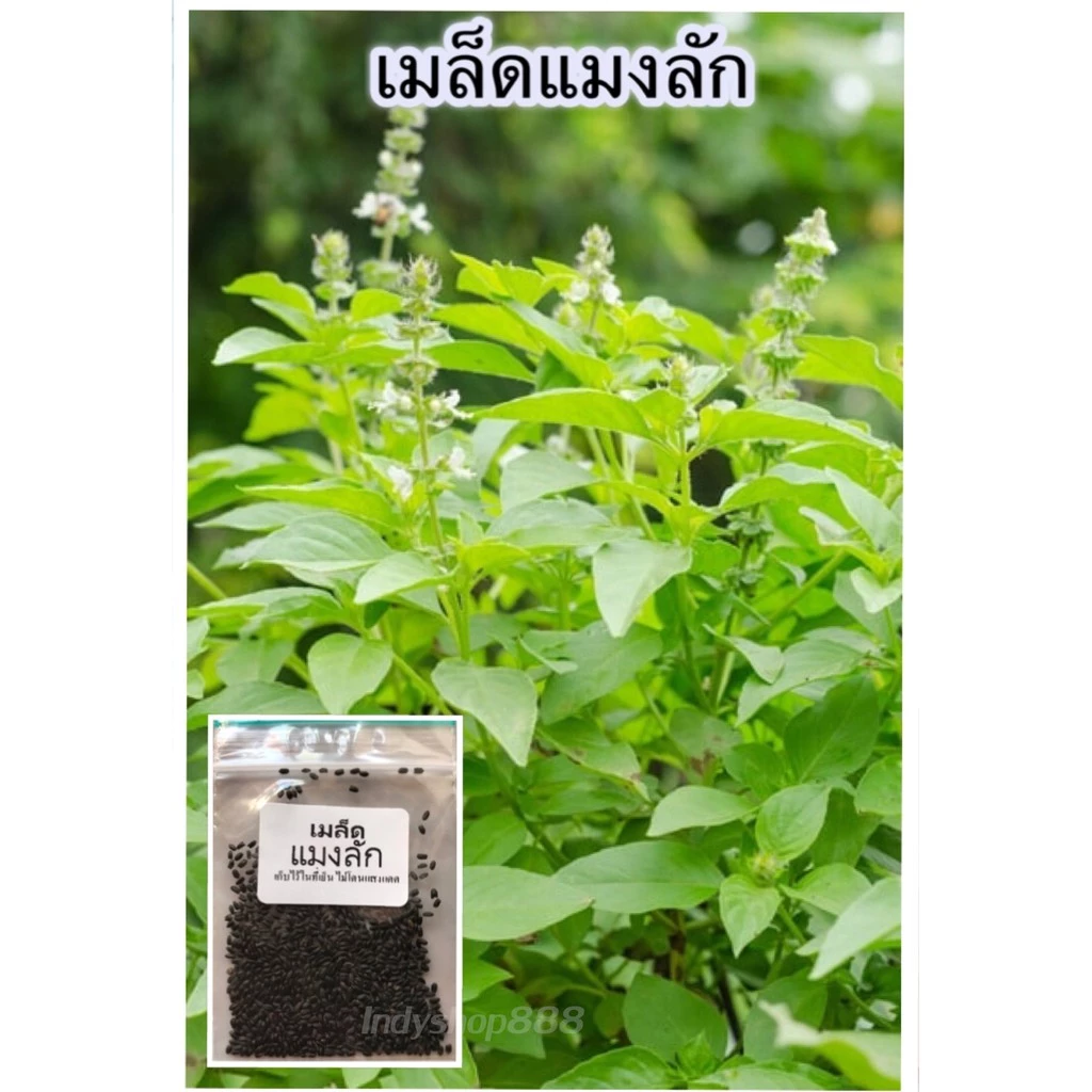 เมล็ดพันธุ์แมงลัก ผักสวนครัว คัดพิเศษ ปลูกง่าย ใช้พื้นที่น้อย ดูแลง่าย อัตรางอกสูง โตเร็ว 1000 เมล็ด [10 แถม 1 คละได้]